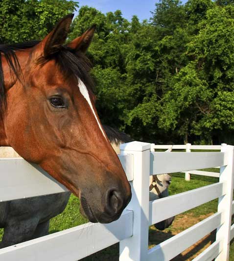 Vinyl Horse Fence